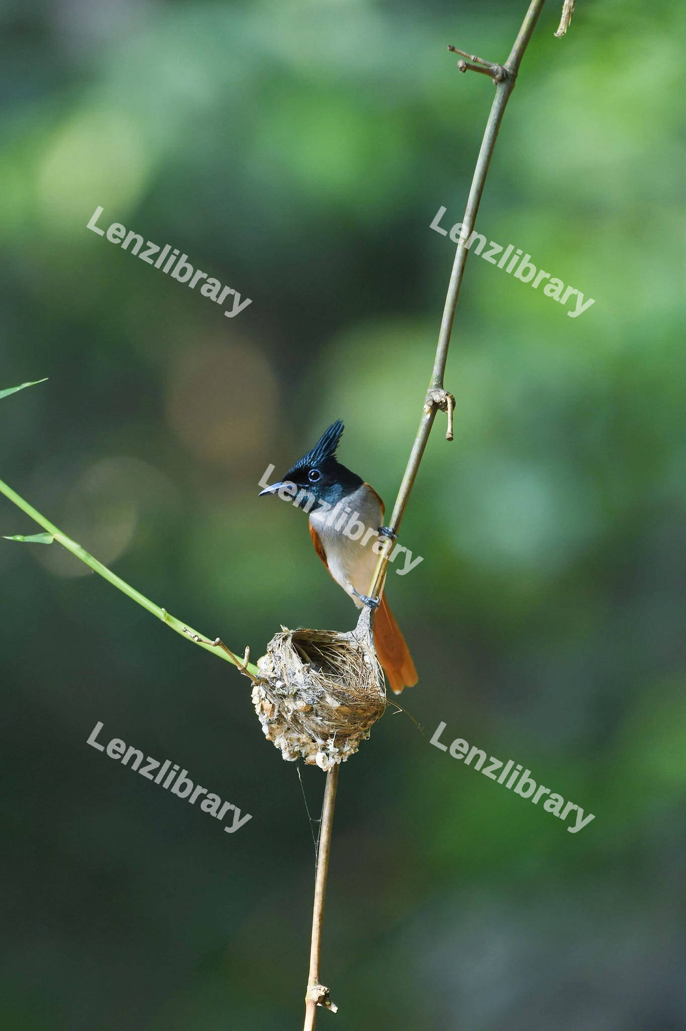Indian paradise flycatcher